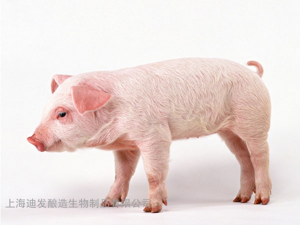 迪发猪用酶制剂