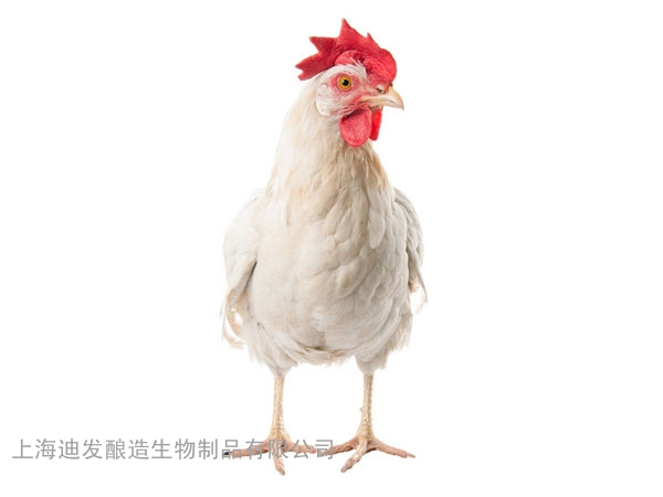 迪发肉鸡酶制剂