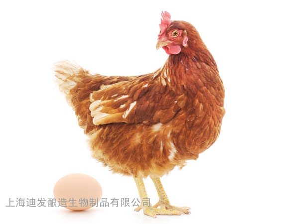 迪发蛋鸡酶制剂