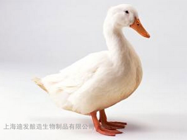 迪发肉鸭酶制剂