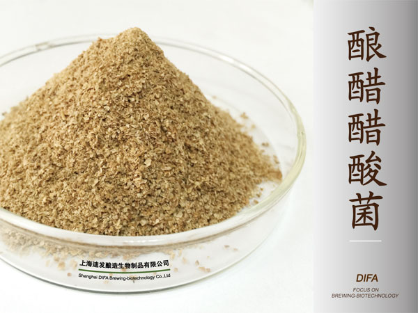 酿醋醋酸菌